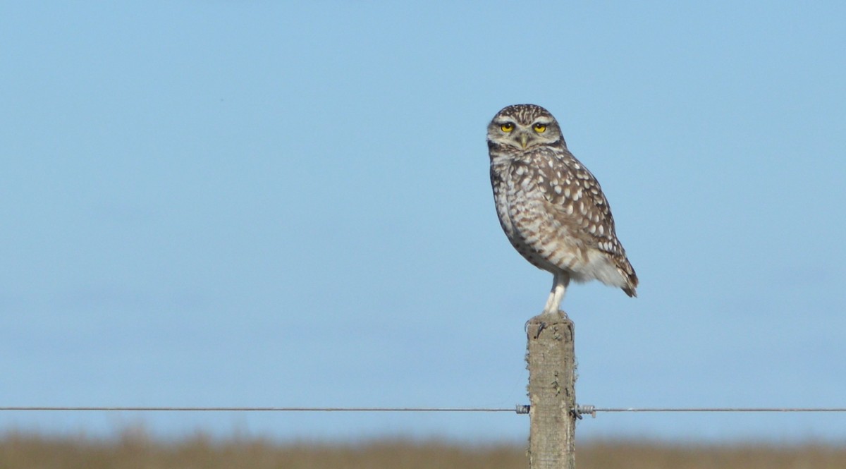 Burrowing Owl - ML658407614