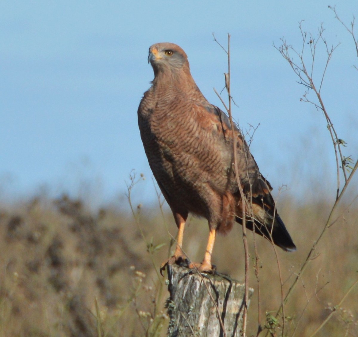 Savanna Hawk - ML658407634