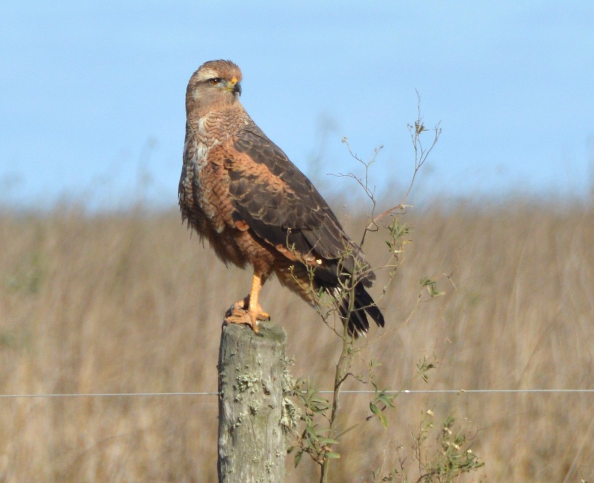 Savanna Hawk - ML658407902