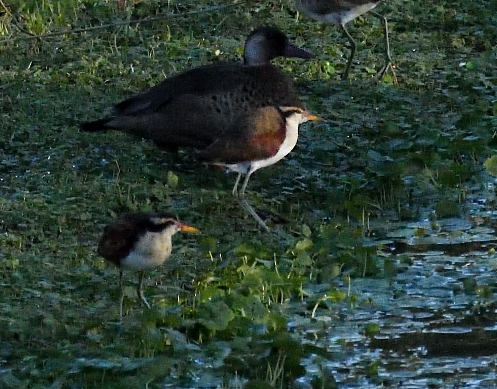Wattled Jacana - ML658408490