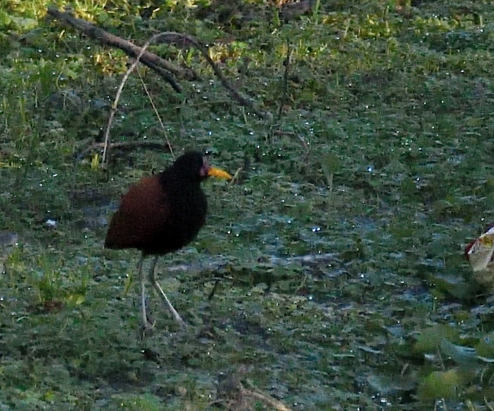 Wattled Jacana - ML658408803
