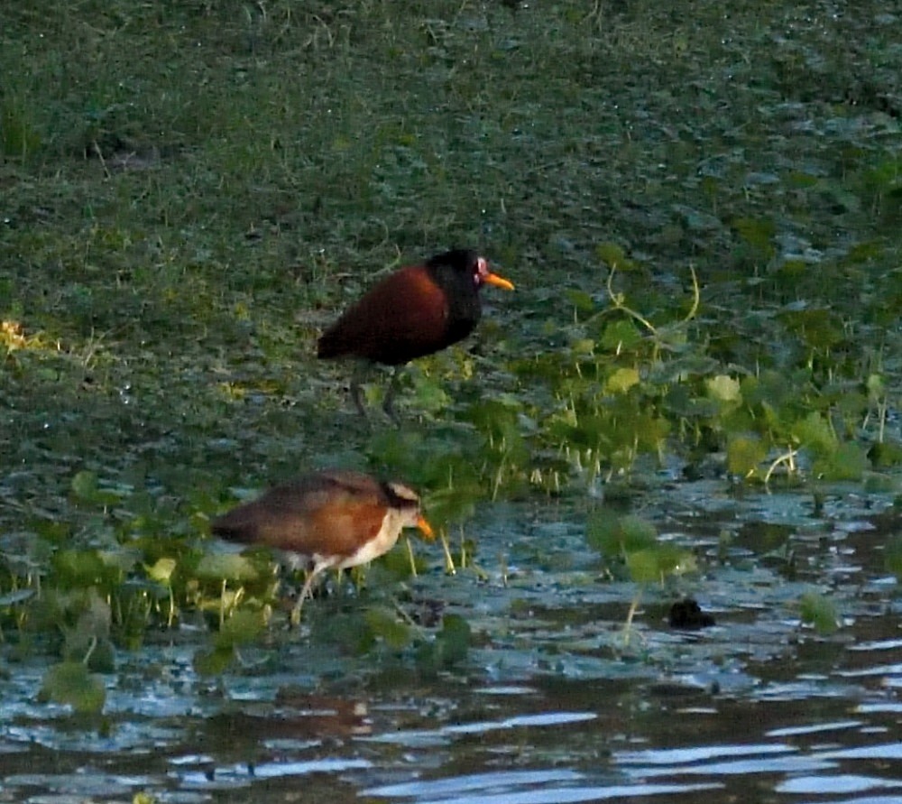 Wattled Jacana - ML658408826