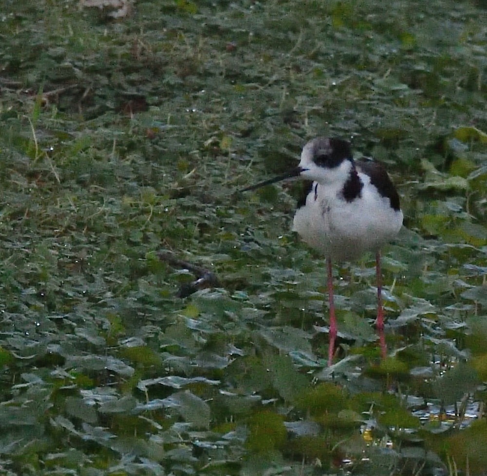 Black-necked Stilt - ML658409036