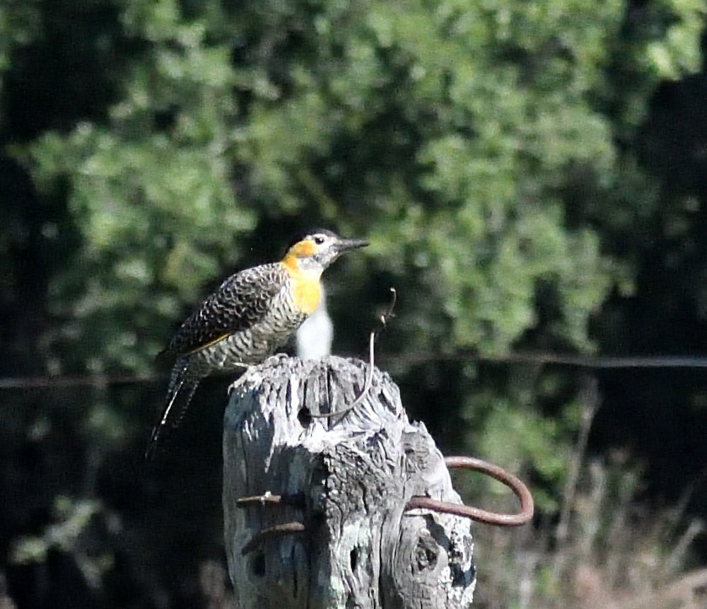 Campo Flicker - ML658409299