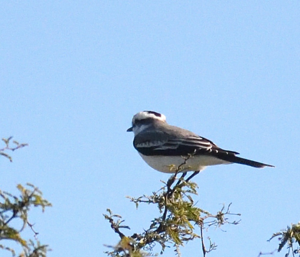 Black-crowned Monjita - ML658409736