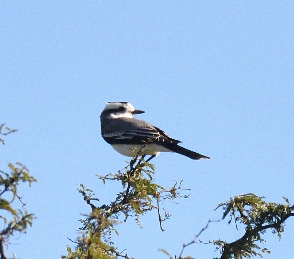 Black-crowned Monjita - ML658409751