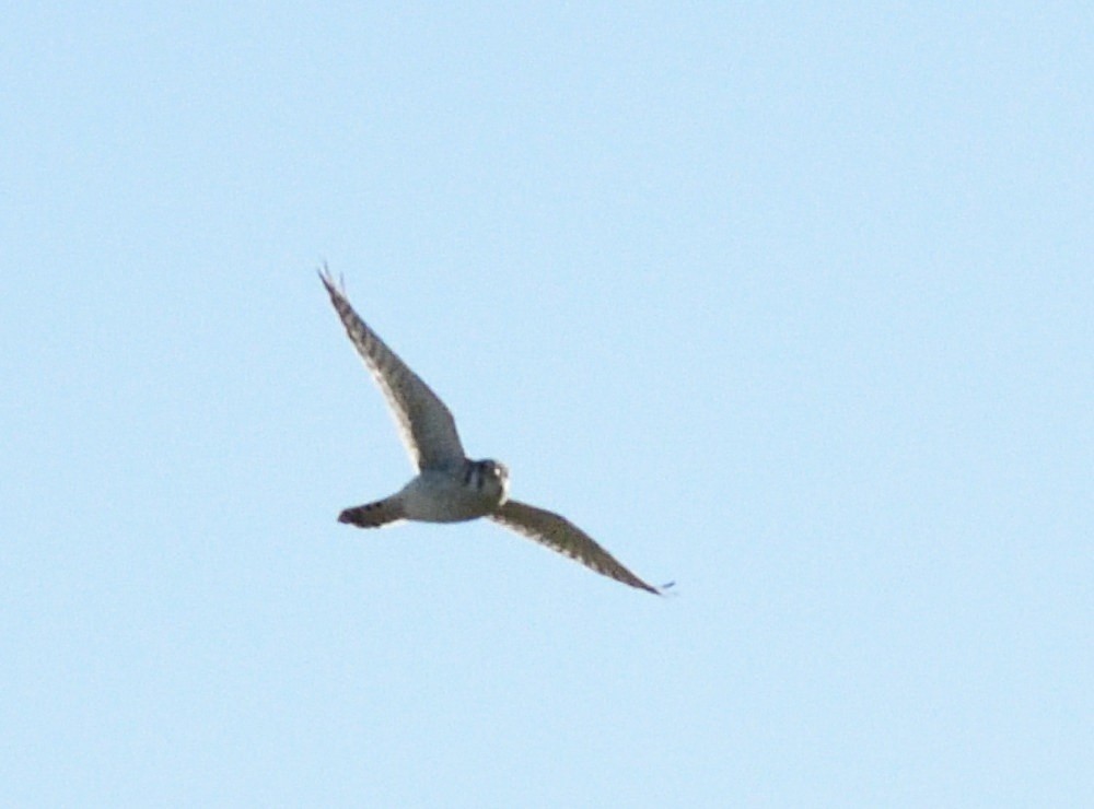 American Kestrel - ML658409873