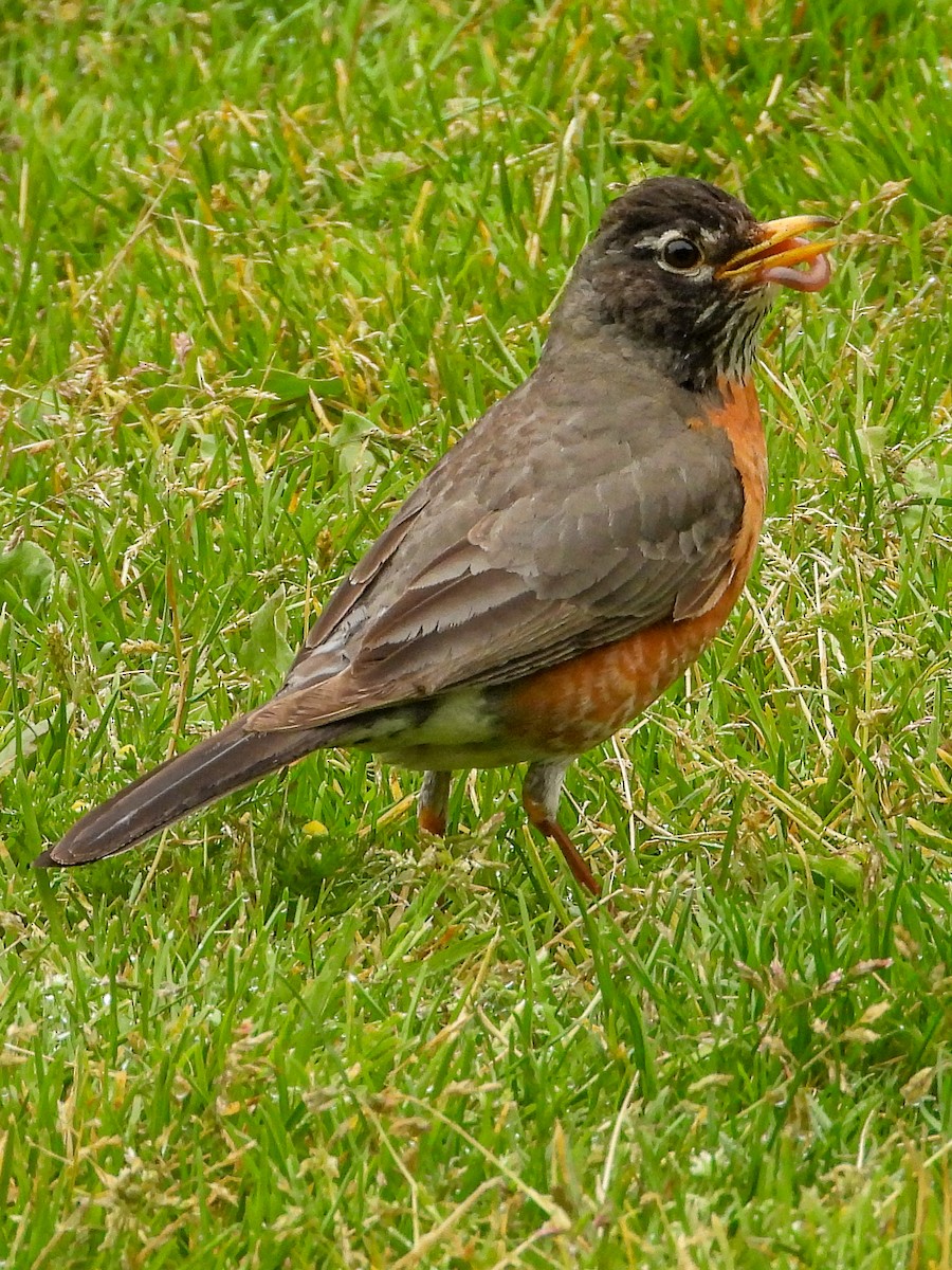 American Robin - ML658410306