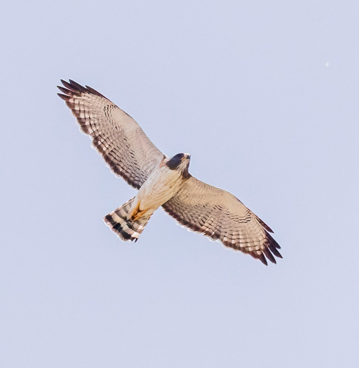 Short-tailed Hawk - ML658410743