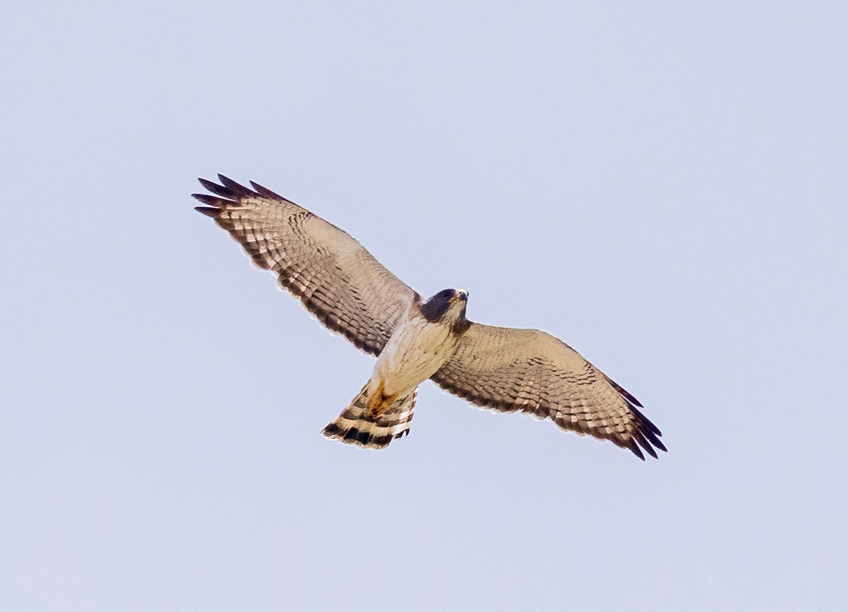 Short-tailed Hawk - ML658410744