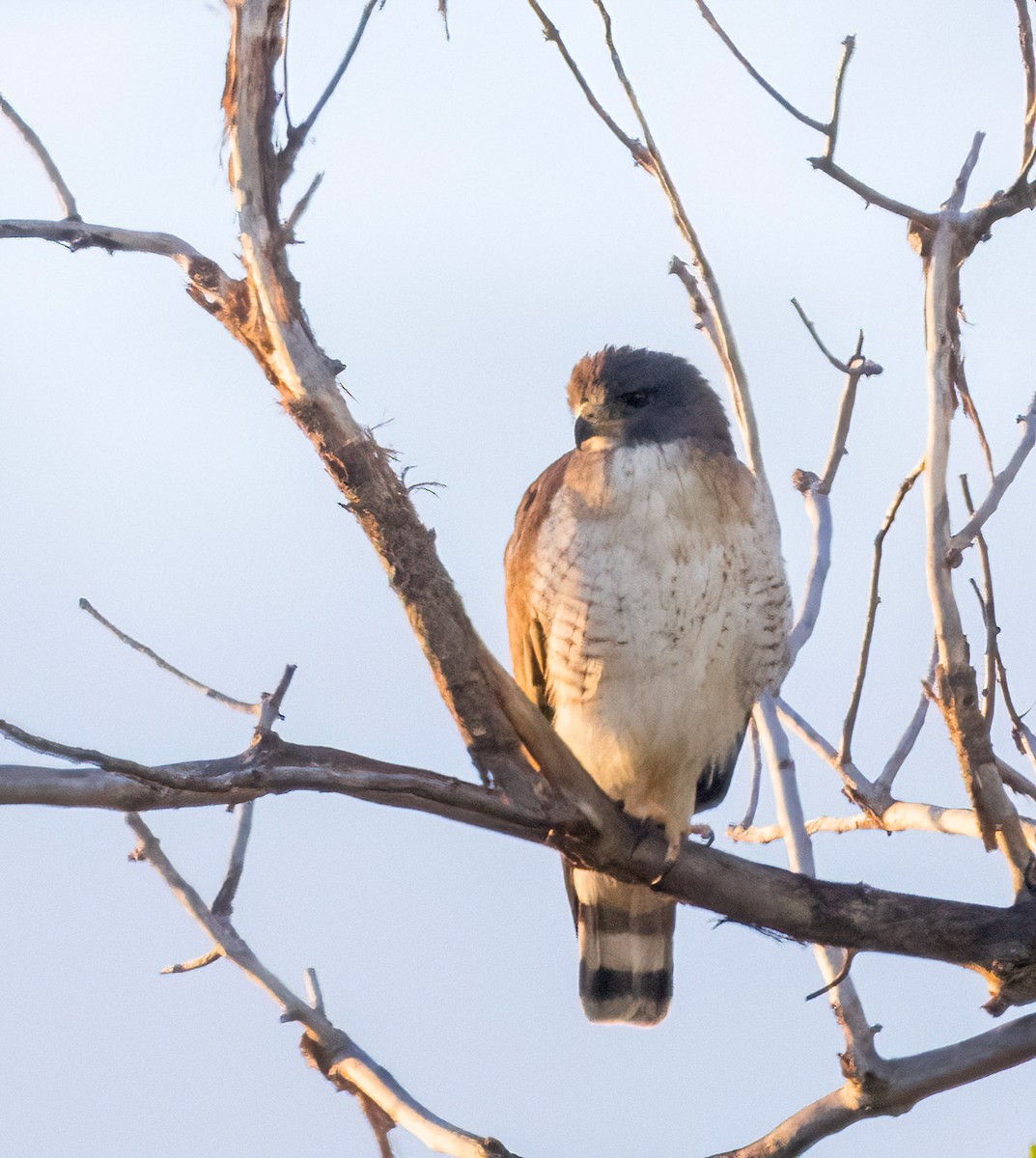Short-tailed Hawk - ML658410745