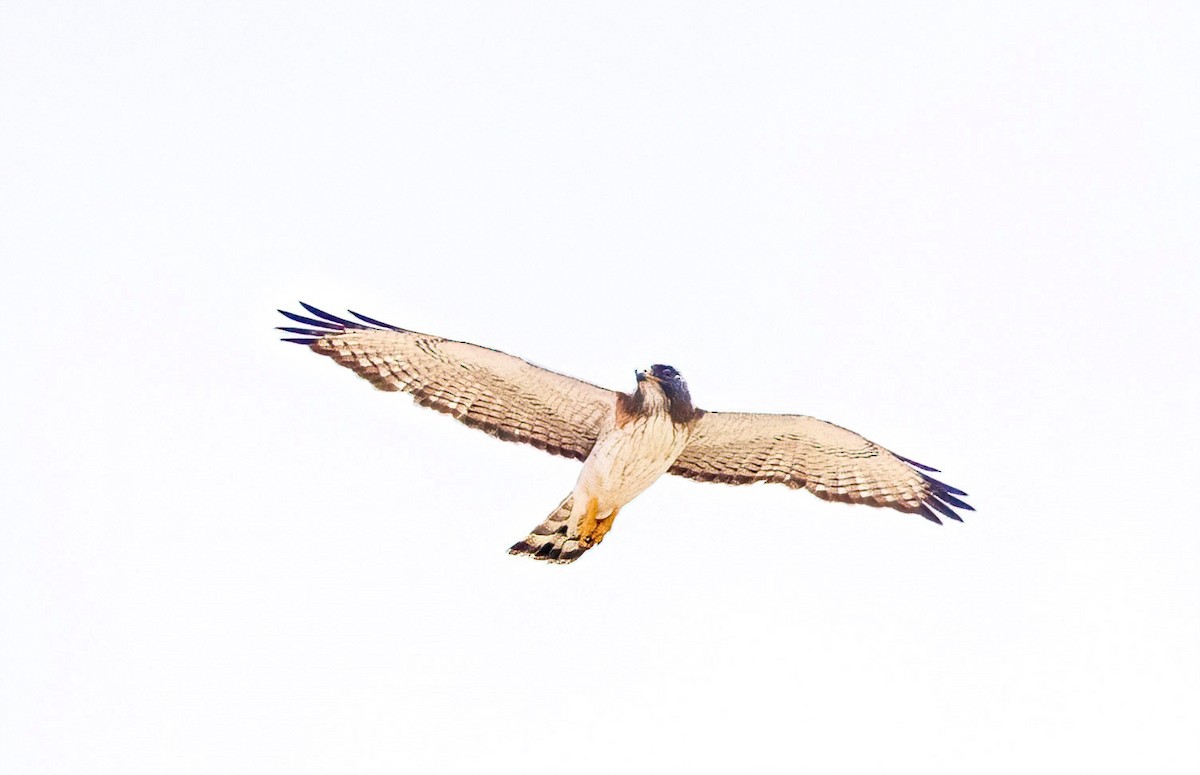 Short-tailed Hawk - ML658410746