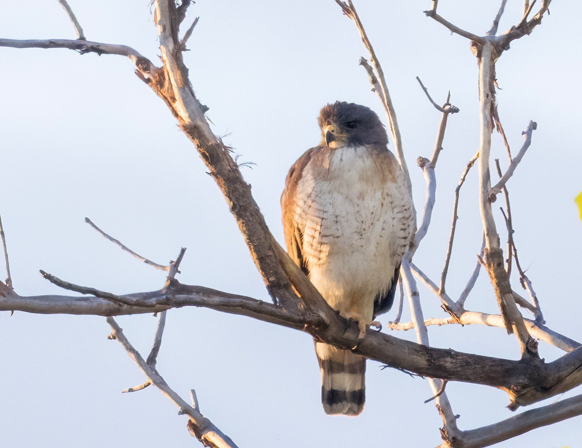 Short-tailed Hawk - ML658410747