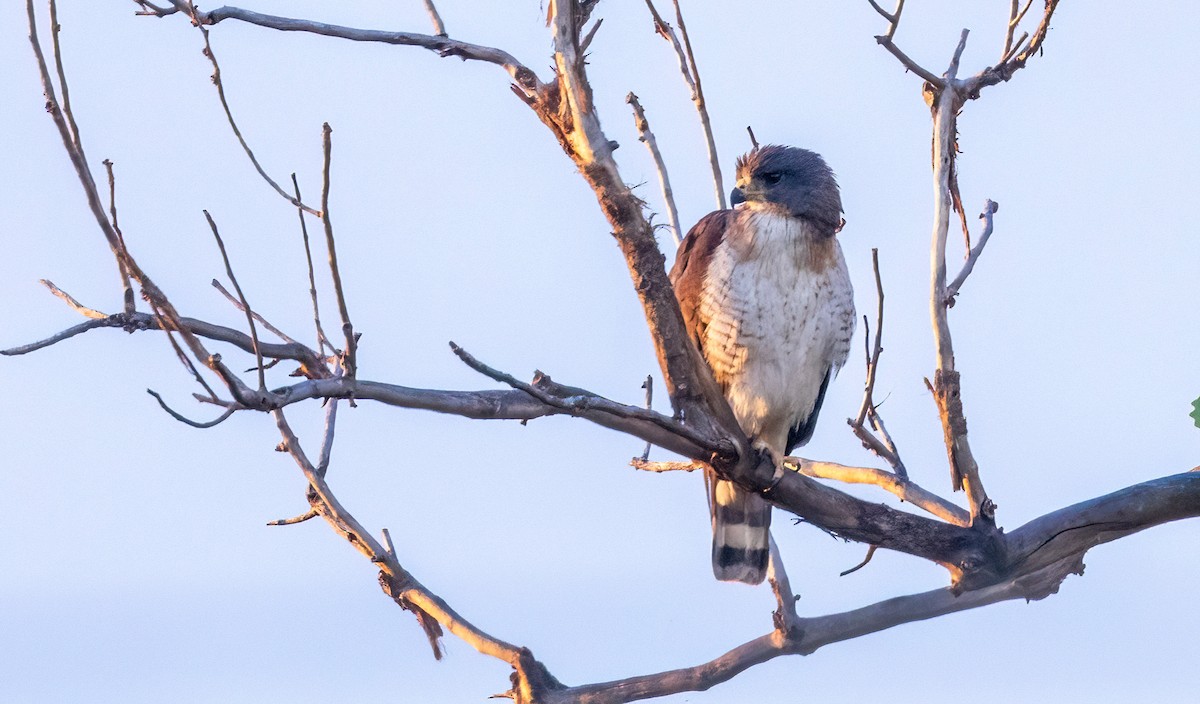 Short-tailed Hawk - ML658410750