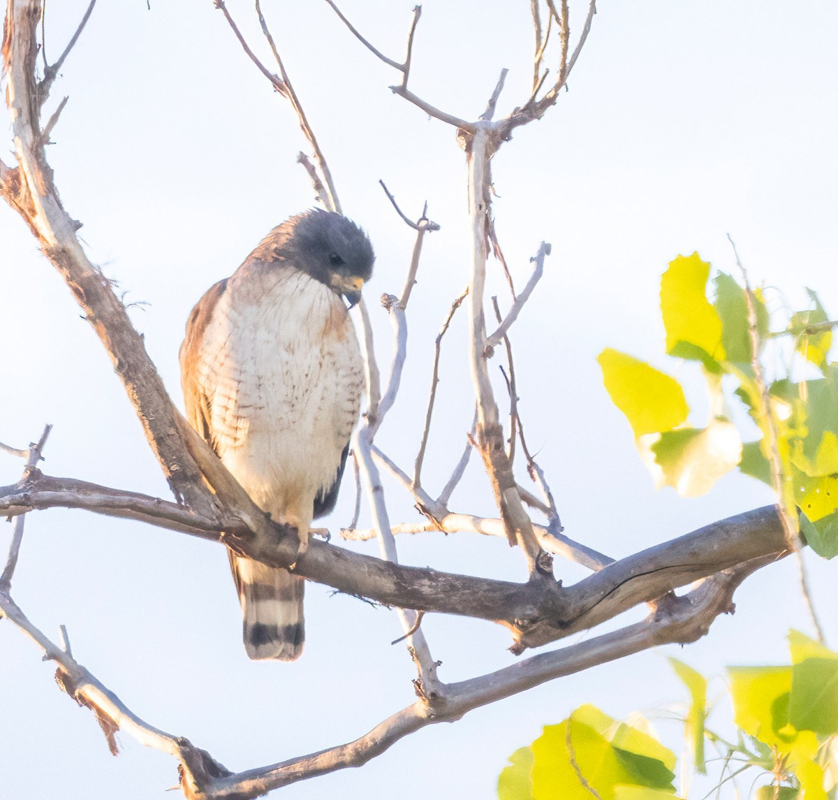 Short-tailed Hawk - ML658410751