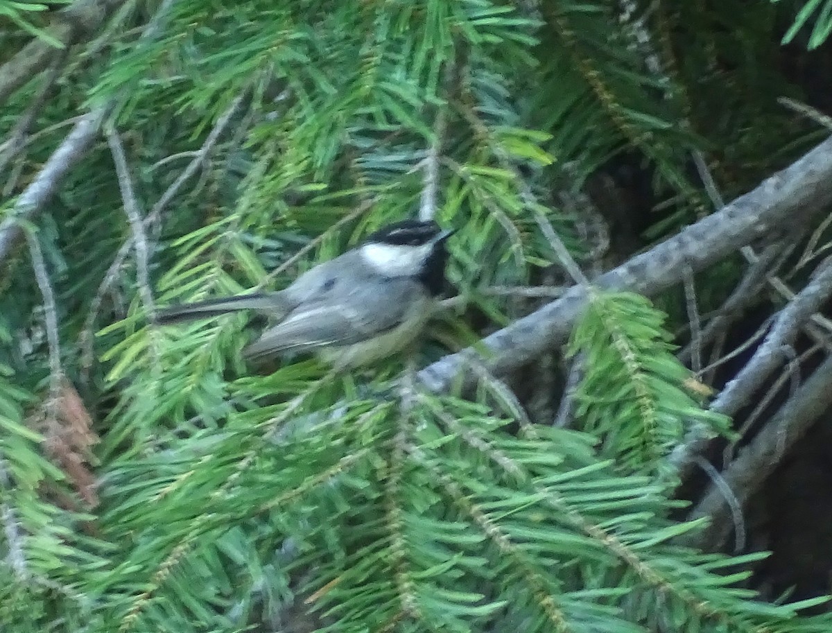Mésange de Gambel - ML658411210