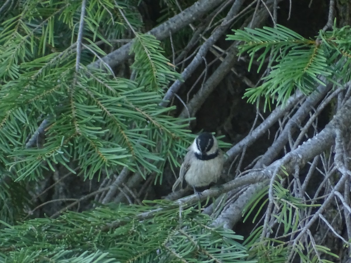 Mésange de Gambel - ML658411221
