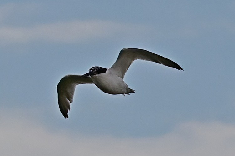 Damara Tern - ML658413775