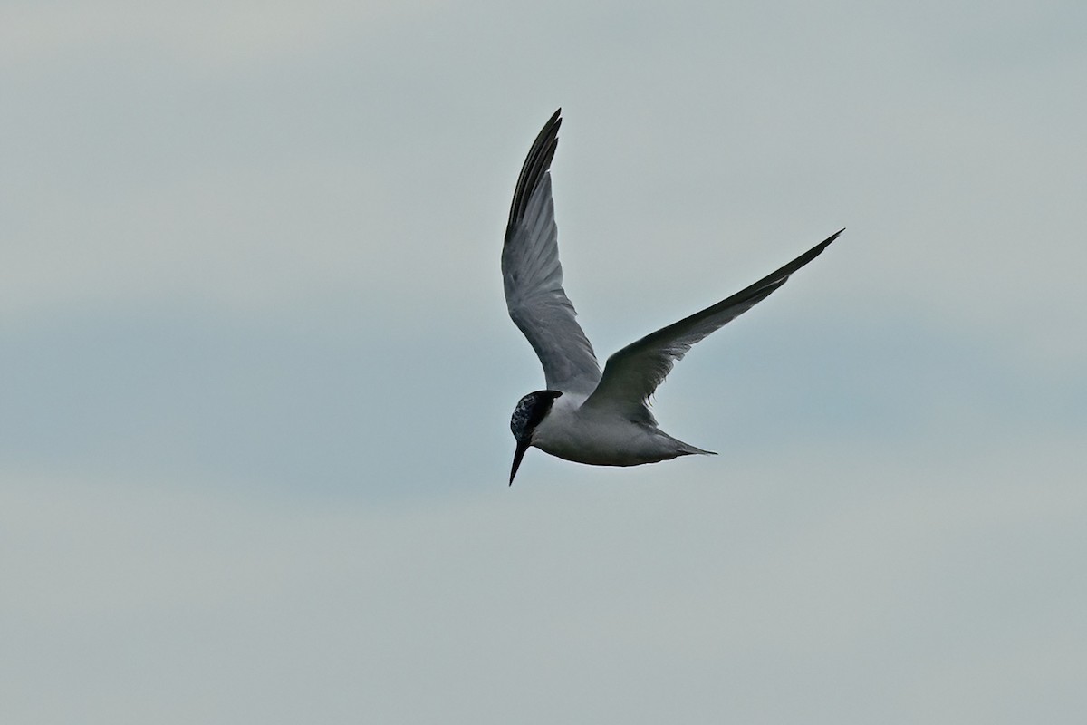 Damara Tern - ML658413776