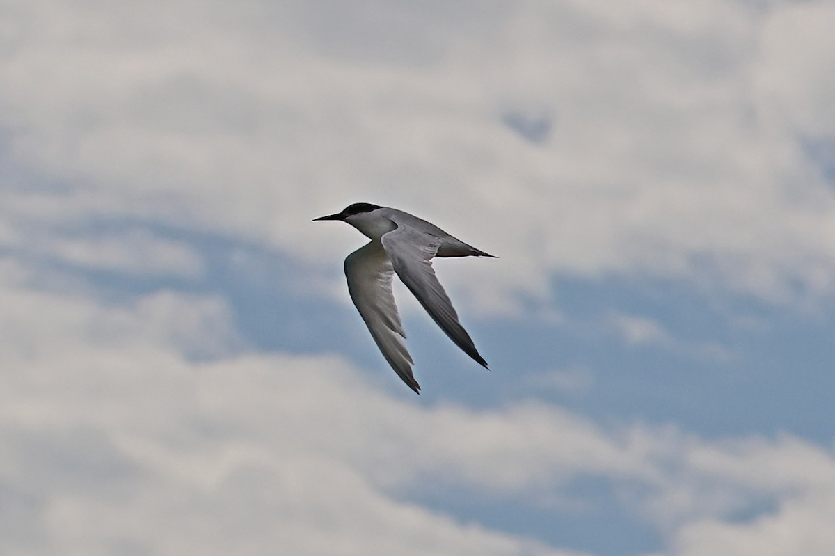 Damara Tern - ML658413777