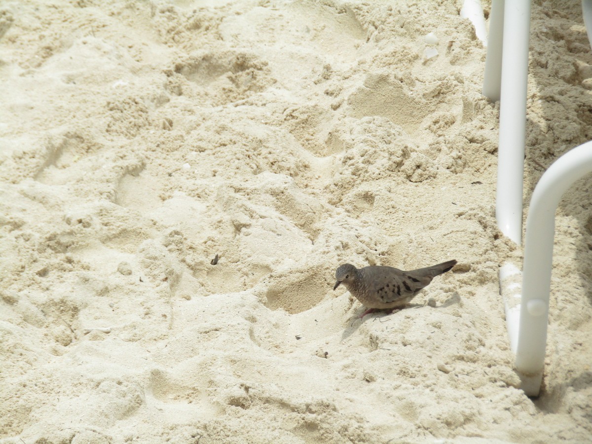 Common Ground Dove - ML658414495
