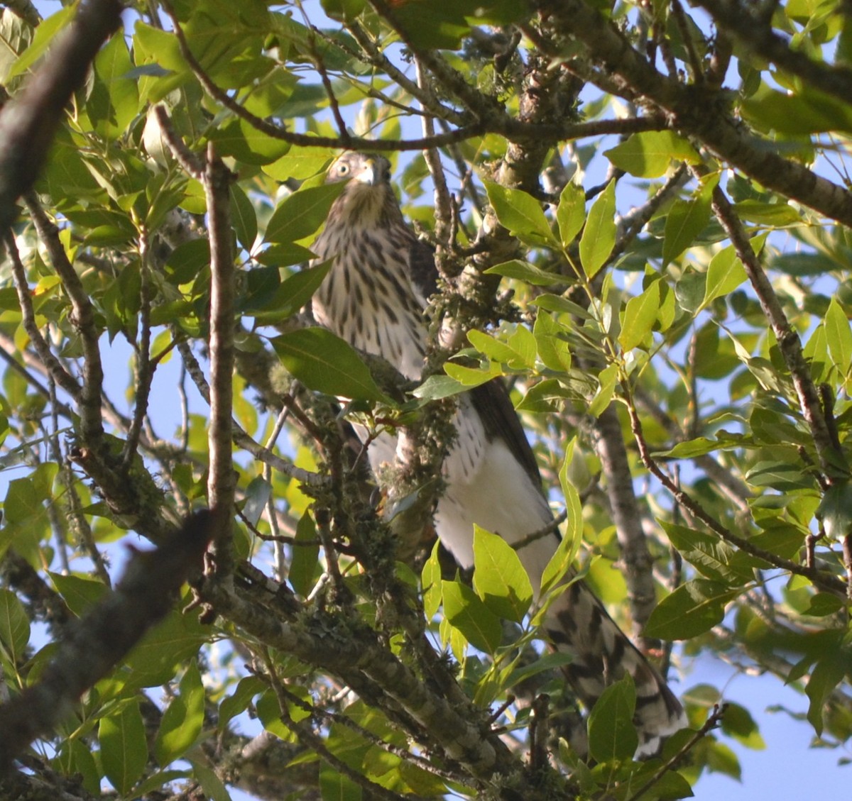 Cooper's Hawk - ML65841811