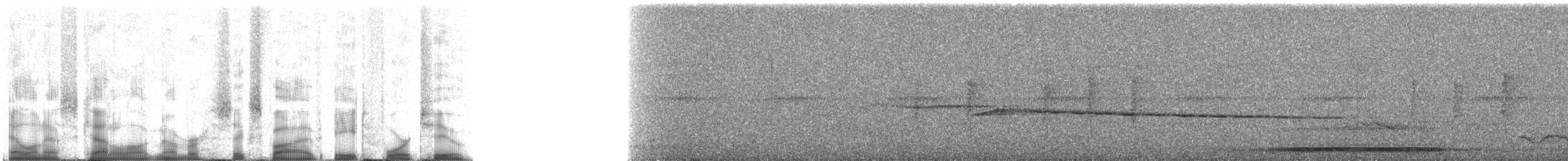Trompeterparadieskrähe - ML65842