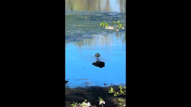 Snowy Egret - ML658420080