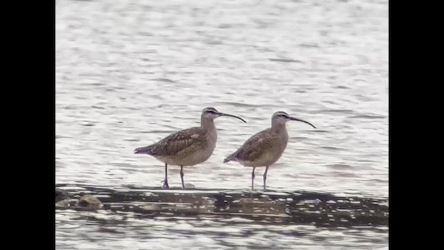 Hudsonian Whimbrel - ML658422435
