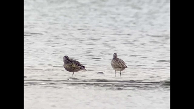 Hudsonian Whimbrel - ML658422436
