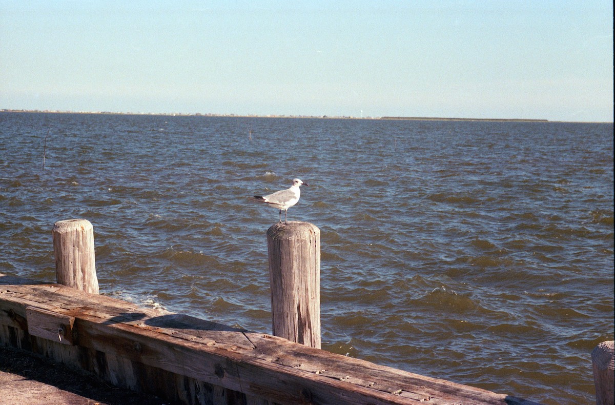 Laughing Gull - ML658422584