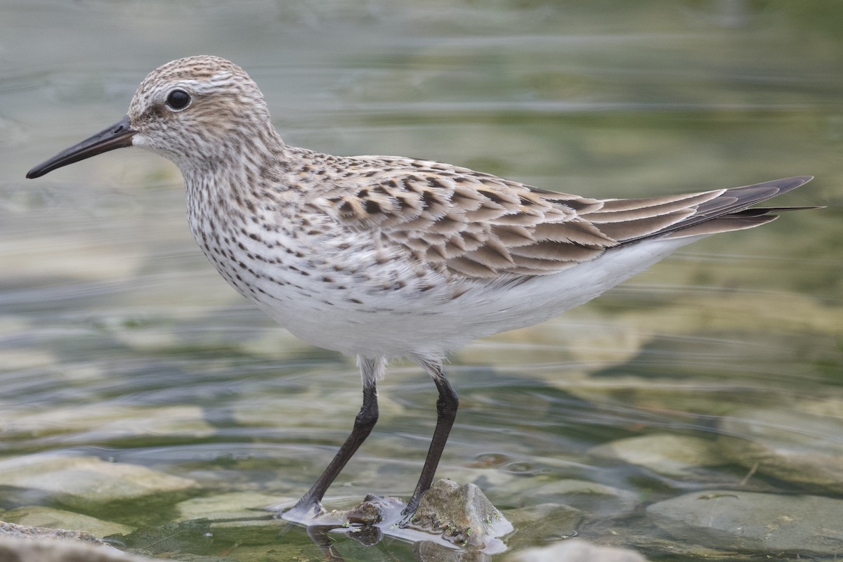 White-rumped Sandpiper - ML658425663