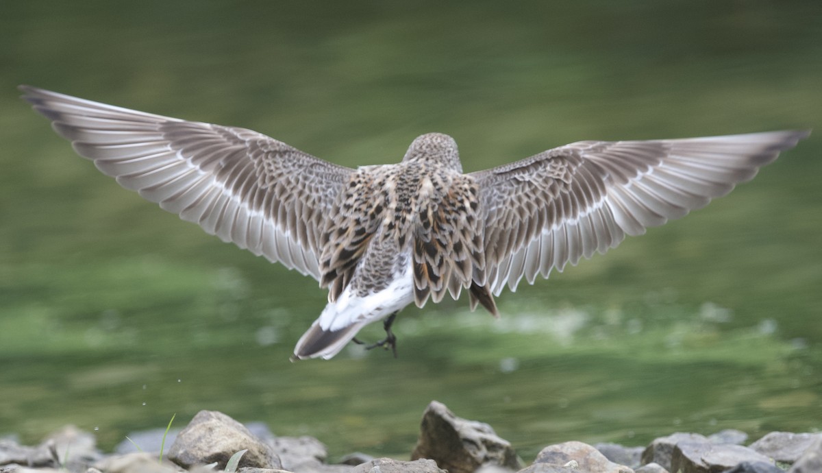 White-rumped Sandpiper - ML658425664