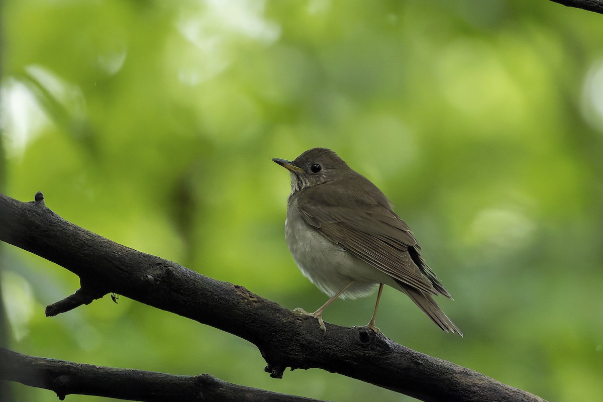 Gray-cheeked/Bicknell's Thrush - ML658426838