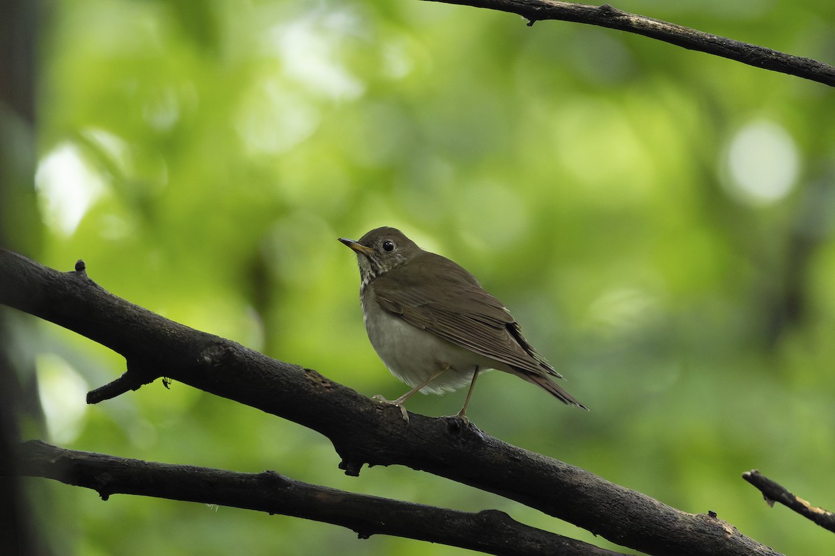 Gray-cheeked/Bicknell's Thrush - ML658426839