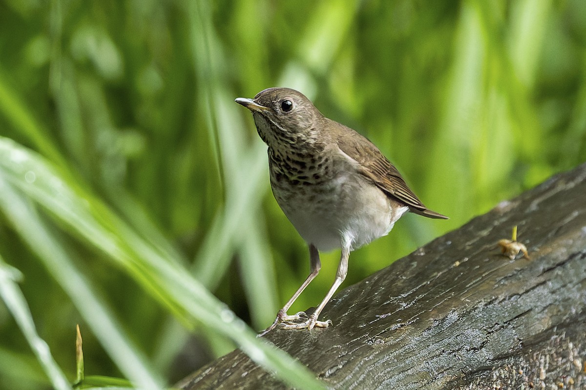 Gray-cheeked Thrush - ML658426876