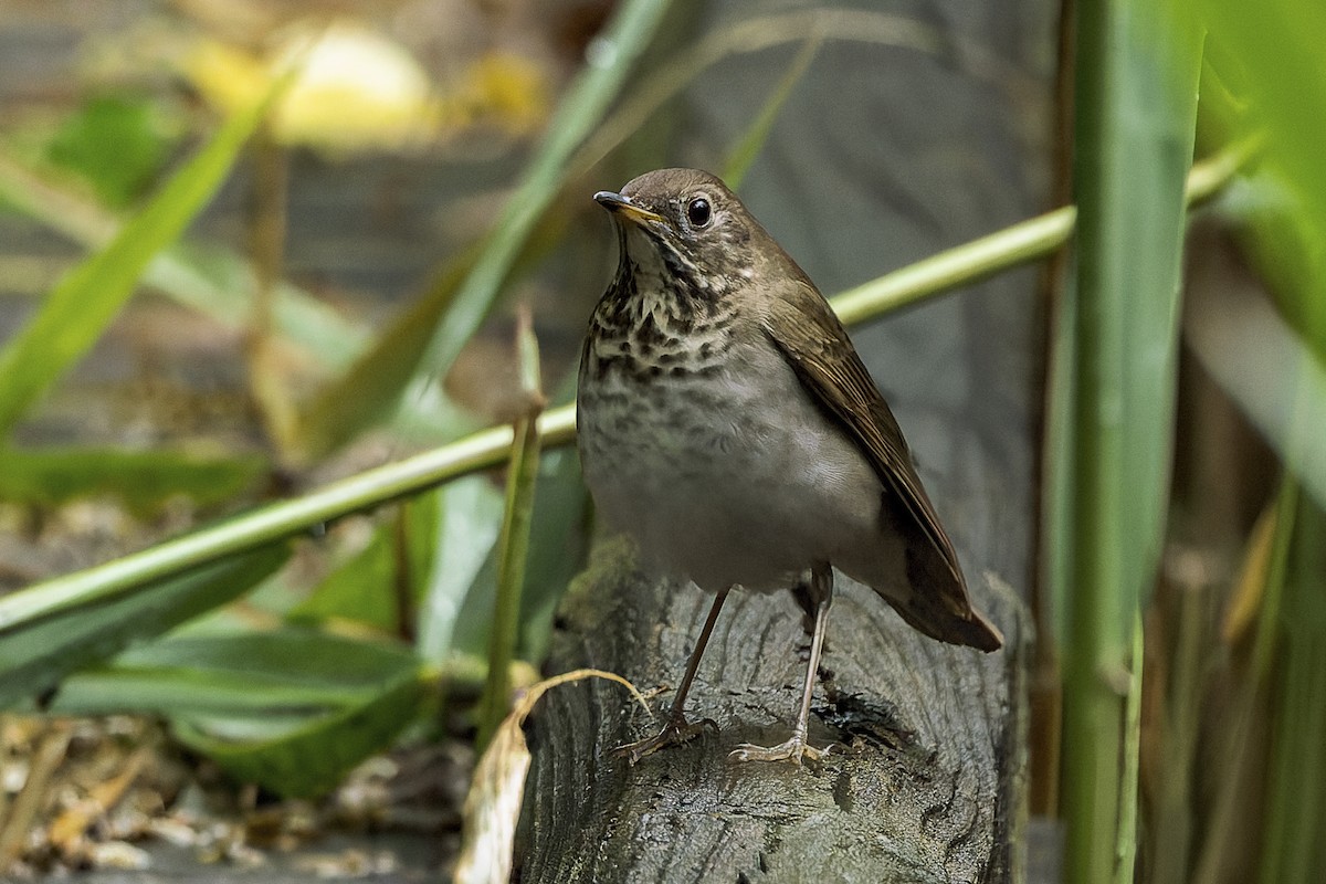 Gray-cheeked Thrush - ML658426877