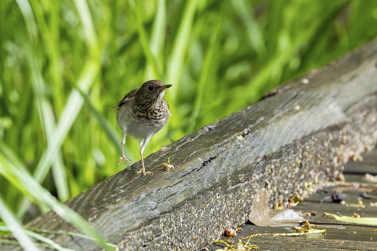 Gray-cheeked Thrush - ML658426878