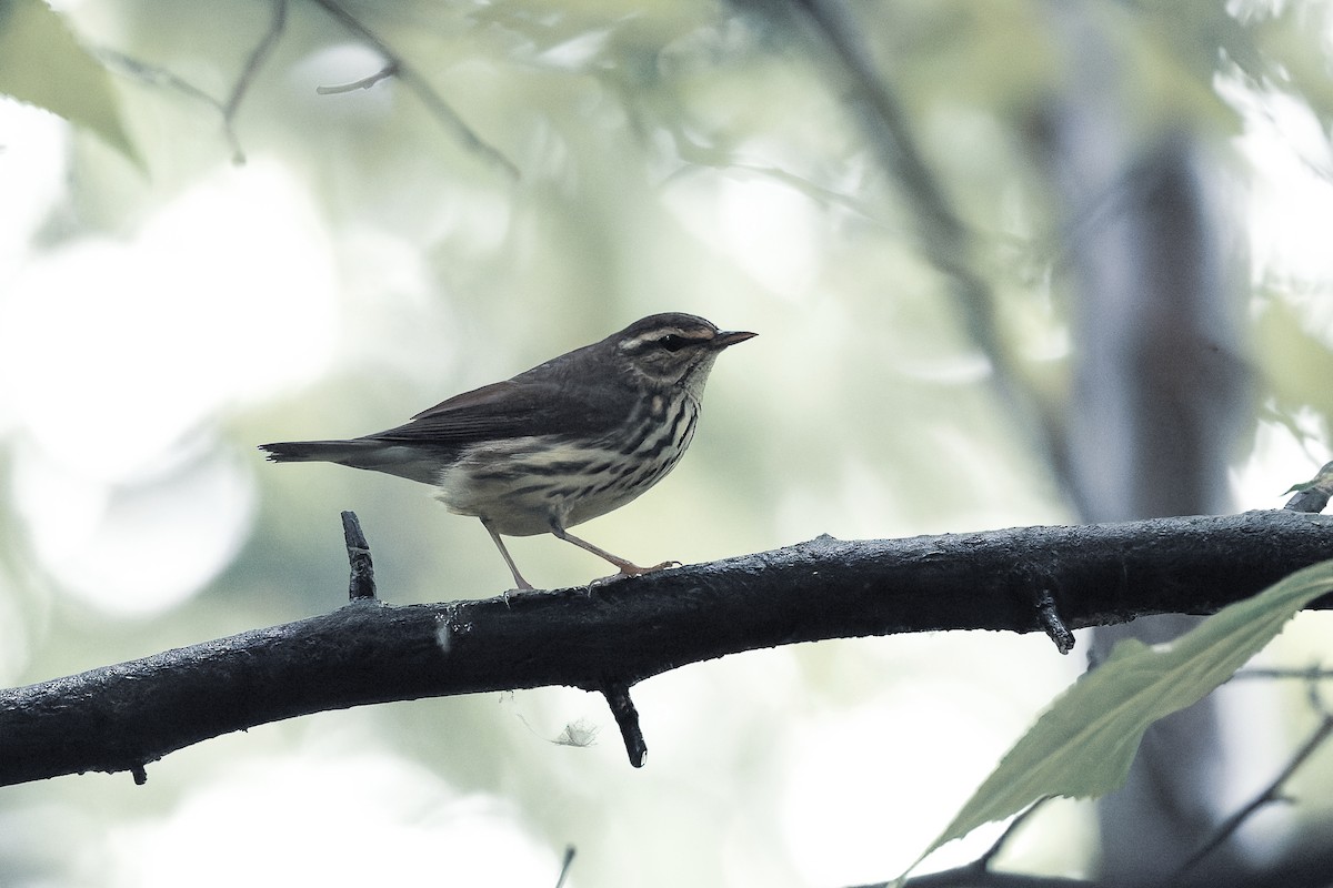 Northern Waterthrush - ML658427318