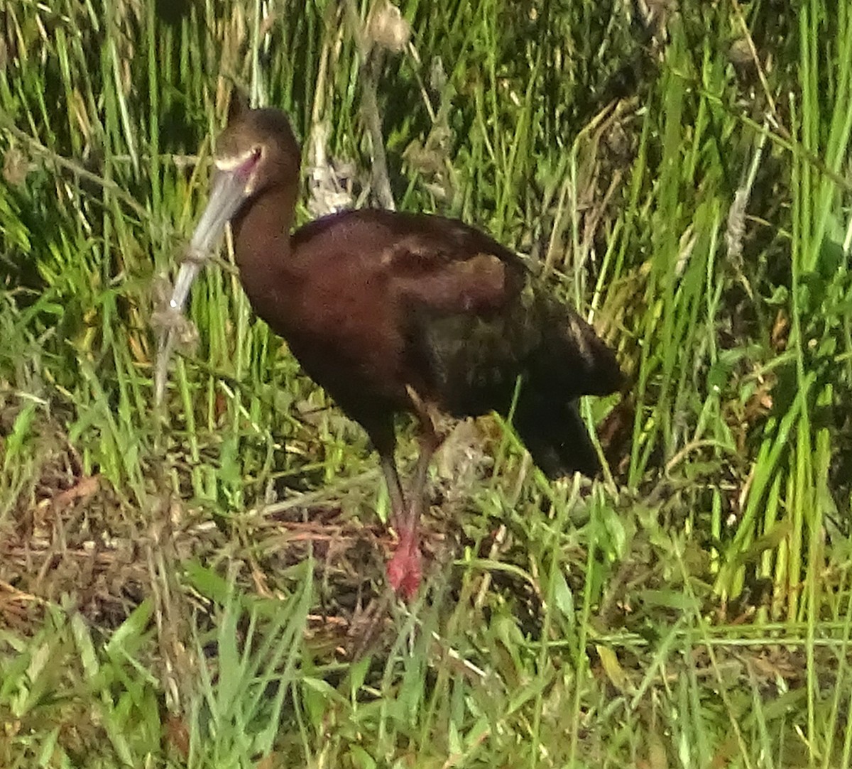 Ibis à face blanche - ML658427559