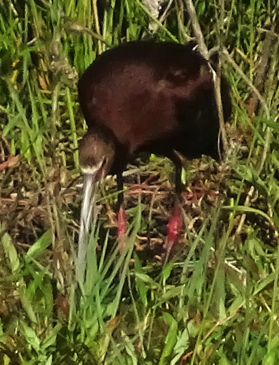 Ibis à face blanche - ML658427581