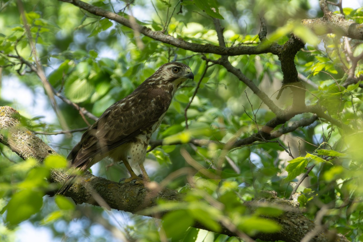 eBird Checklist - 25 May 2026 - Dead Timber SRA - 52 species (+3 other ...