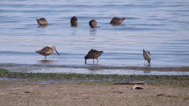 Long-billed Dowitcher - ML658427623