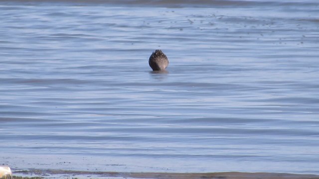 Hudsonian Godwit - ML658427630