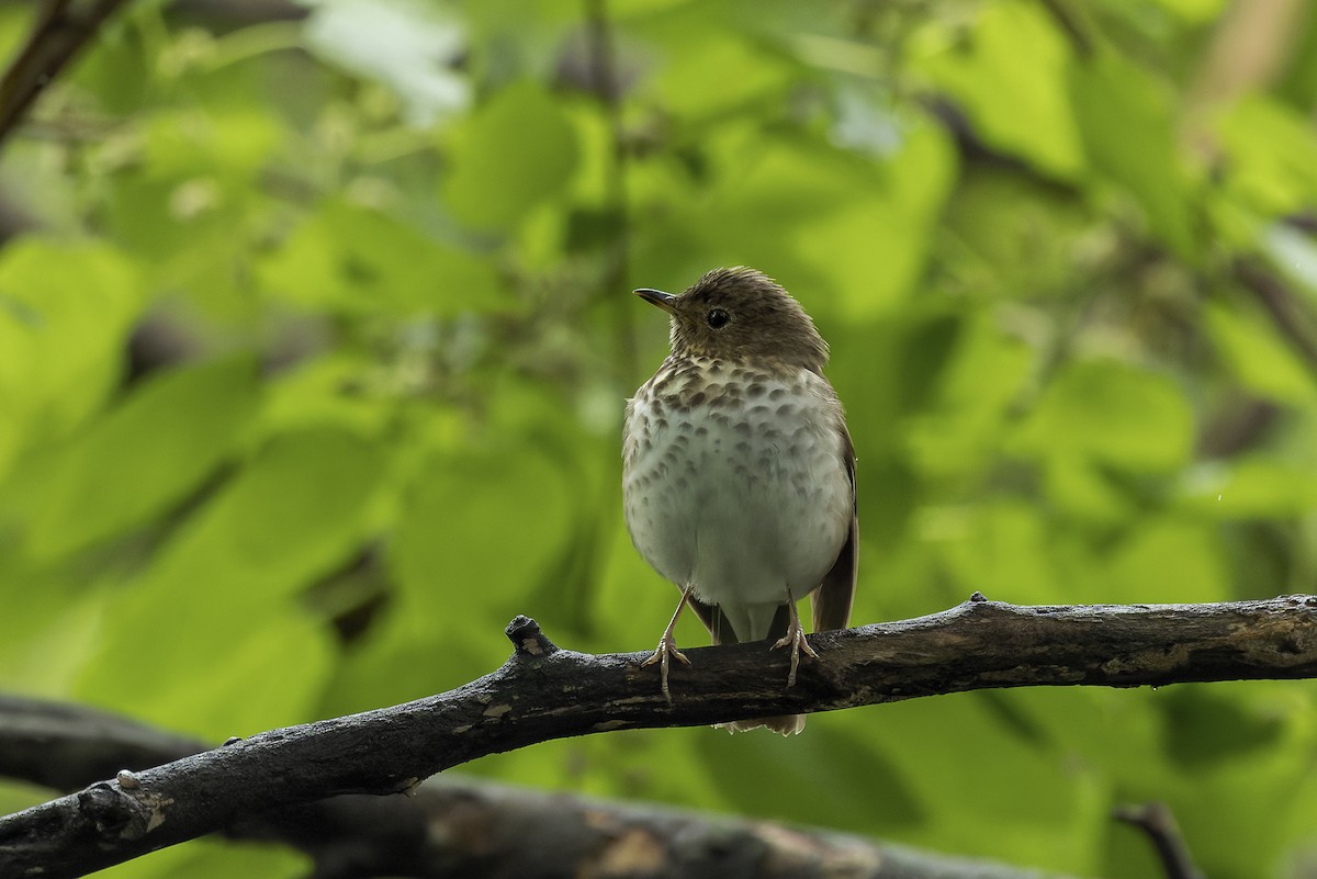 Swainson's Thrush - ML658427684