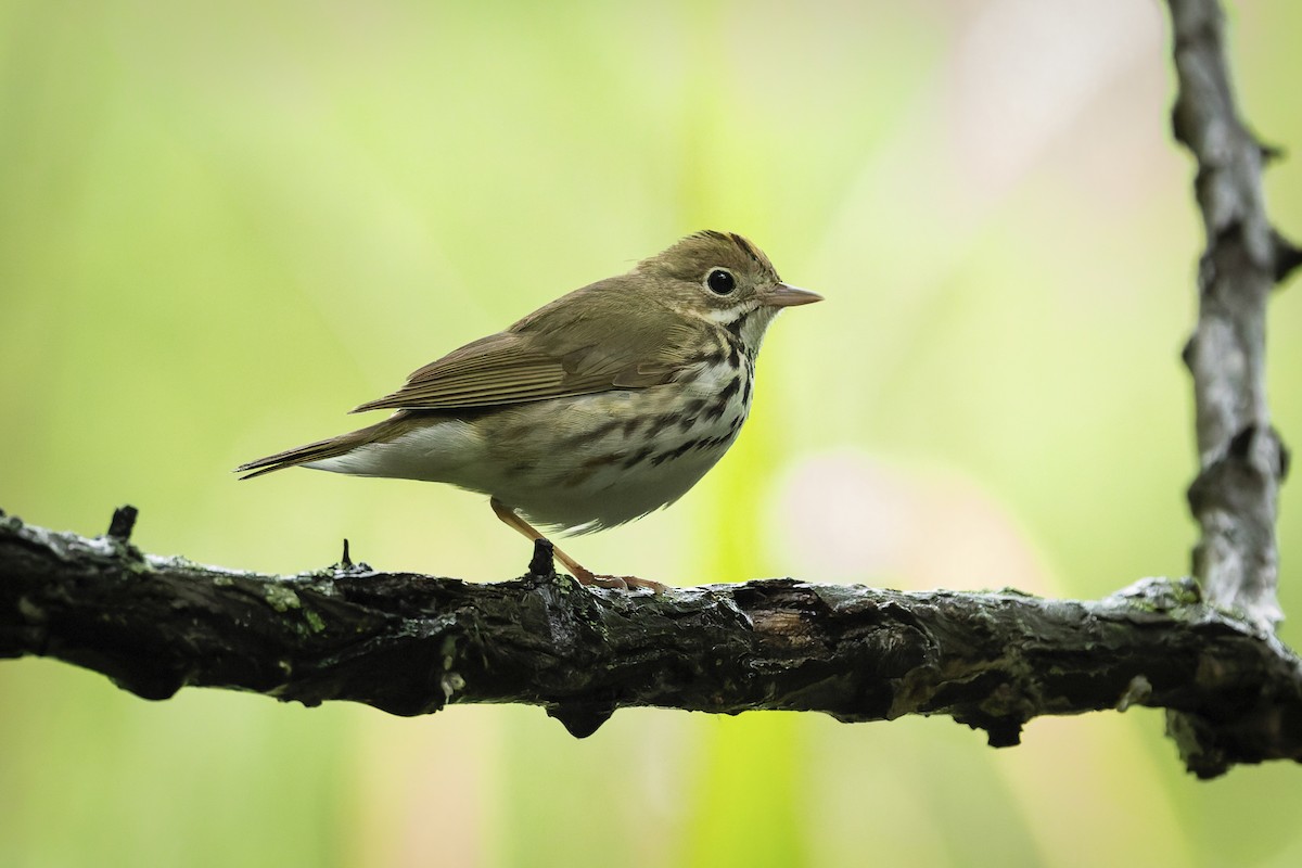 Ovenbird - ML658427694