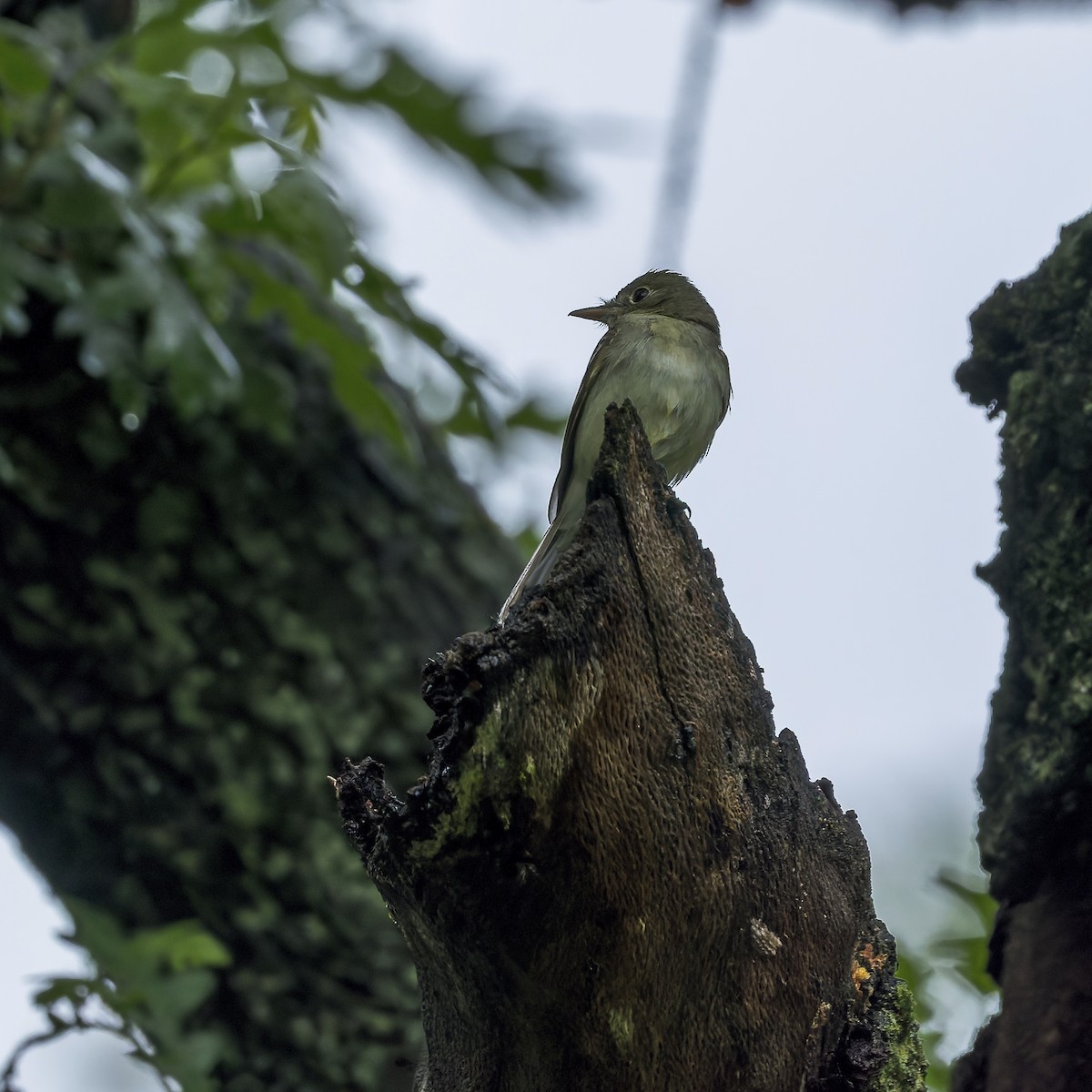 Acadian Flycatcher - ML658427855