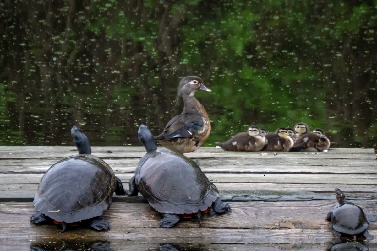 Wood Duck - ML658428120