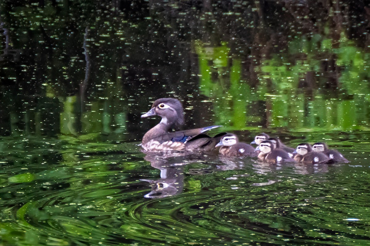 Wood Duck - ML658428121