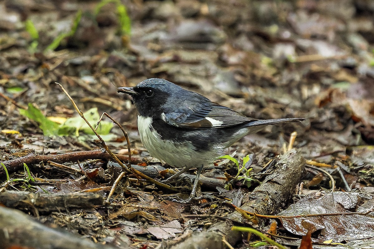Black-throated Blue Warbler - ML658428280